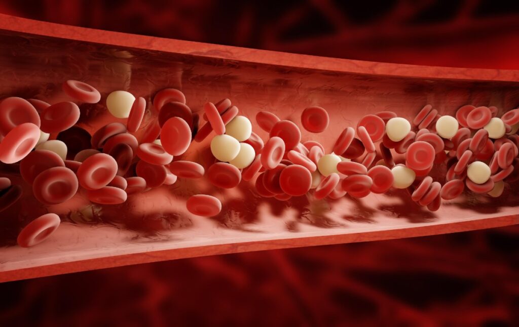 صورة عرضية للدم في وعاء دموي
